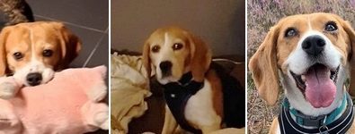 Beagles