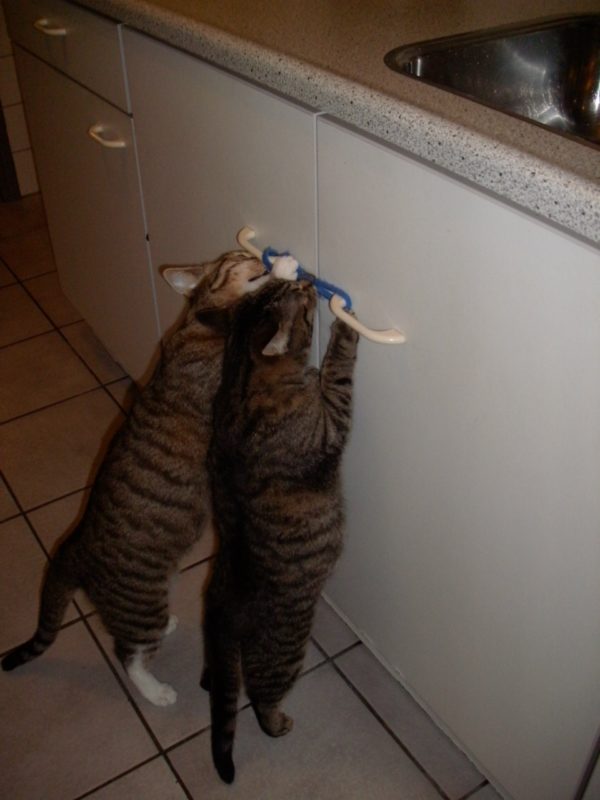 Spek en Lotje houden niet van beveiligde keukenkastjes!