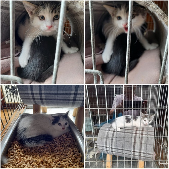 Gisteren werden er nog 2 kittens gevangen..