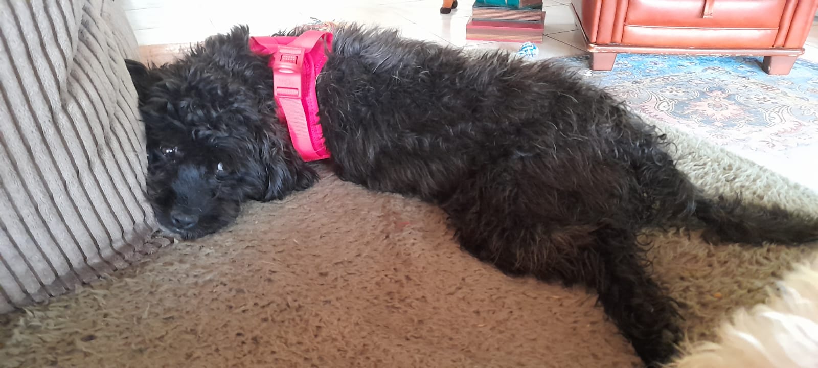 Molly