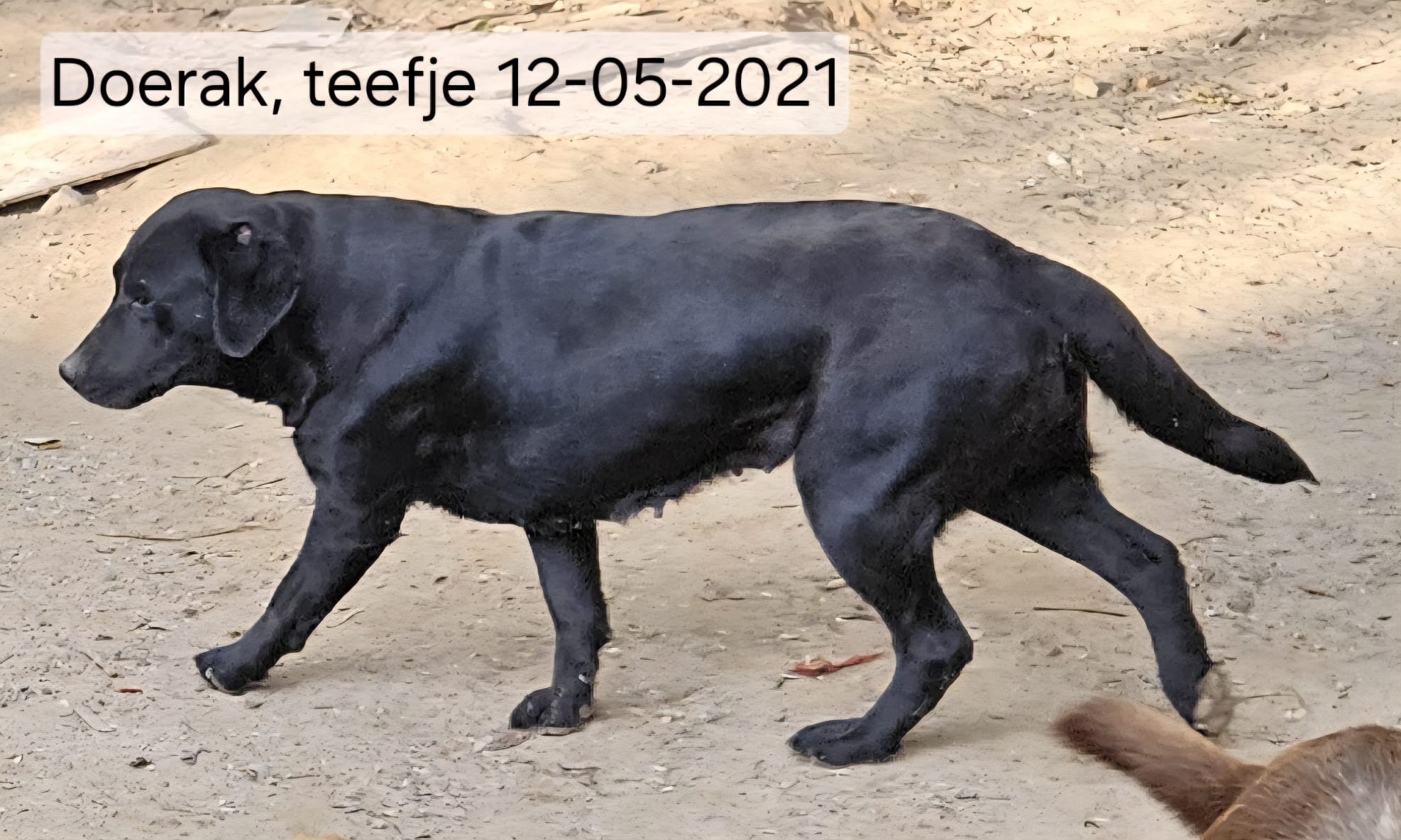 DIER EN PROJECT