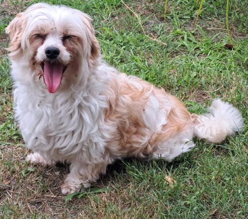 Binnenkort ter adoptie