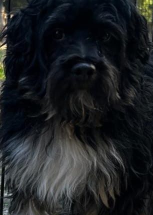 Zorro