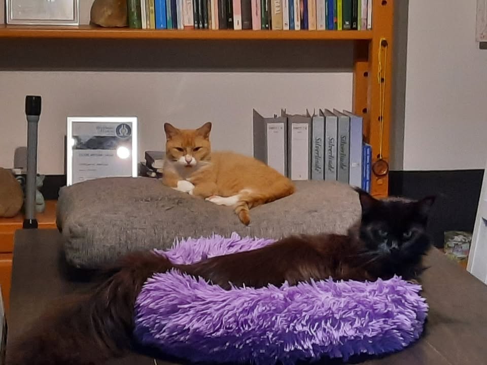 Het Kattenwoud