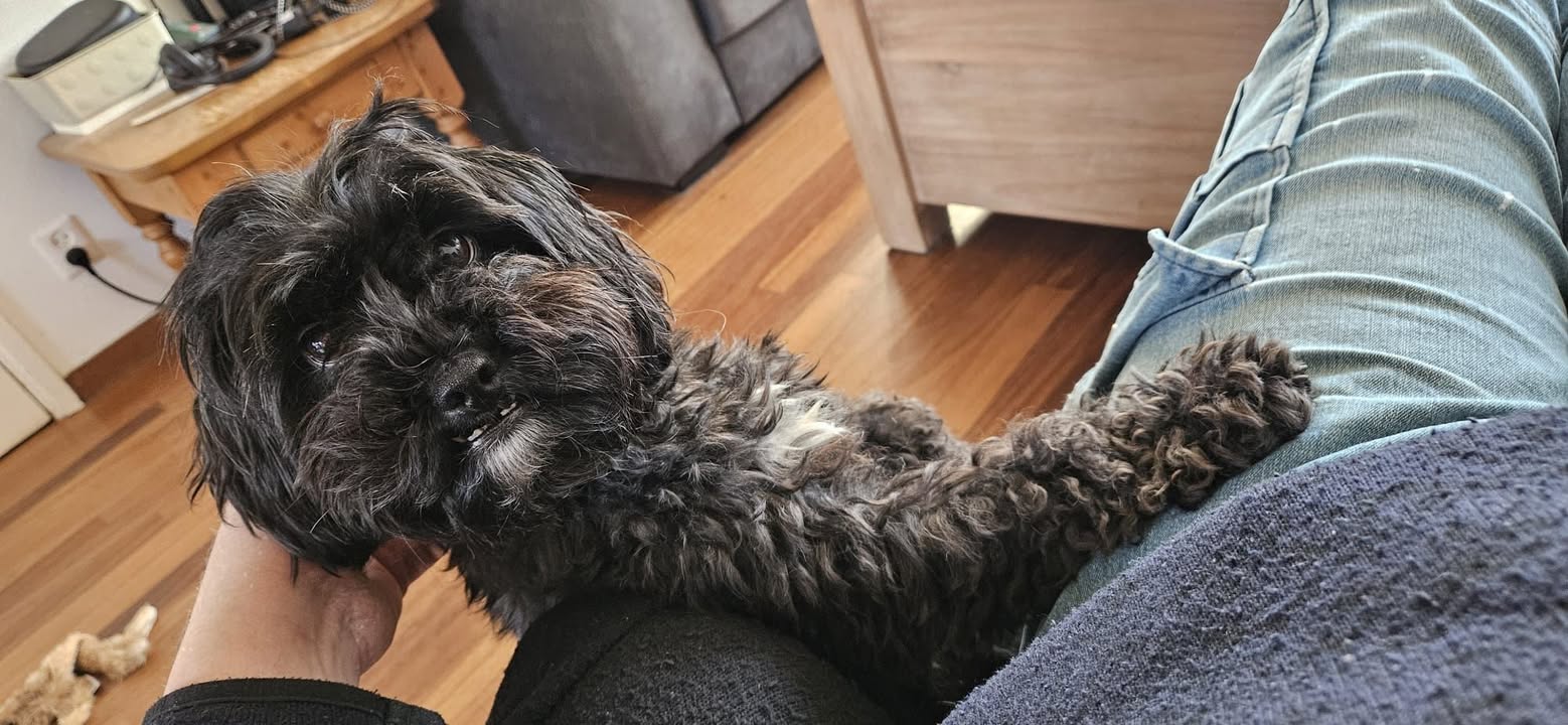 Stichting Dier en Project