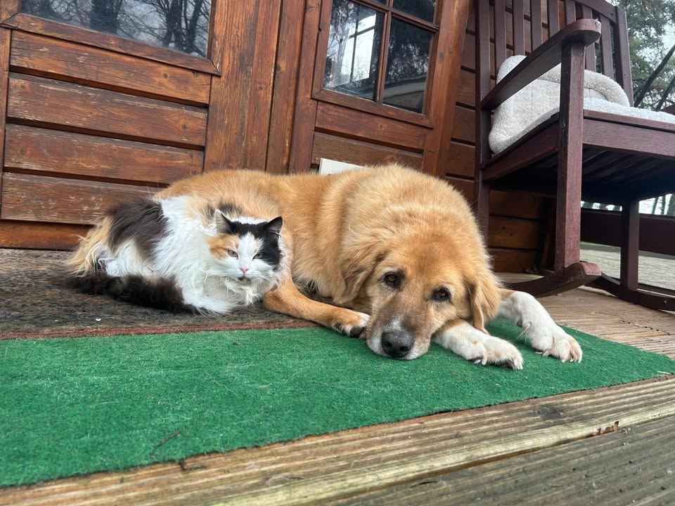 Stichting Dier en Project