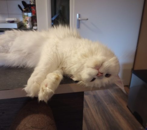 Gwynevere en Priscilla