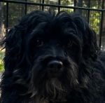 zorro