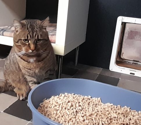 4 katten ter adoptie